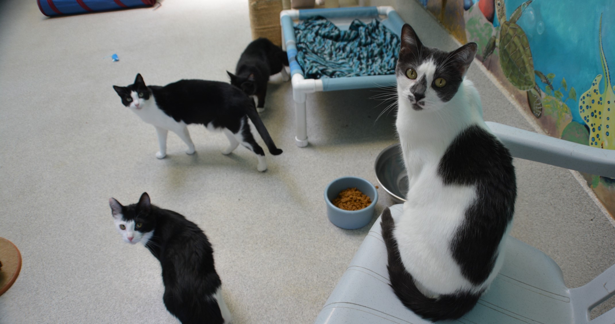 Get Cat Adoption Events San Diego Pictures